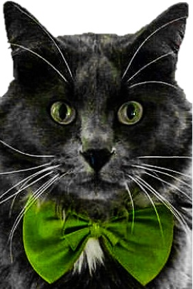 Gio the cat with a green bowtie